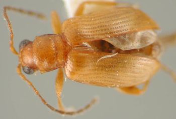 Media type: image;   Entomology 25245 Aspect: habitus dorsal view